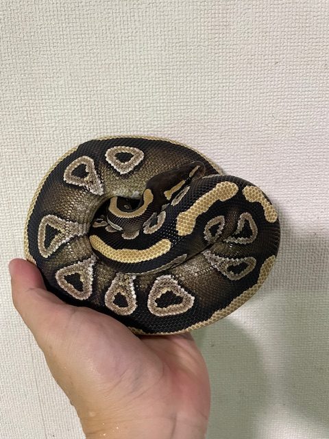 ボールパイソン　モハベ　オス